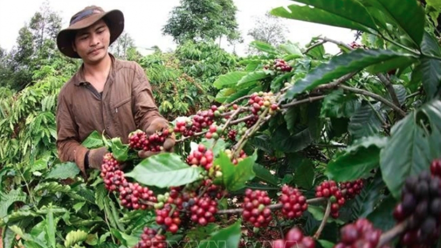 Coffee sector seeks ways toward sustainable growth